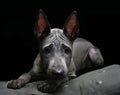 Portrait of a Thai Ridgeback on a black background. Close. Studio shooting.