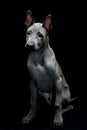 Portrait of a Thai Ridgeback on a black background. Close. Studio shooting.