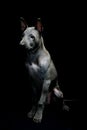 Portrait of a Thai Ridgeback on a black background. Close. Studio shooting.