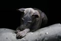 Portrait of a Thai Ridgeback on a black background. Close. Studio shooting.