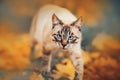 Portrait of a Thai tabby cat with blue eyes, who walks on an autumn day among fallen yellow maple leaves. Nature in September. A Royalty Free Stock Photo