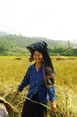 Portrait of a Thai woman in the harvest.