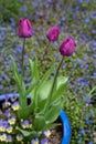 Portrait of thee purple tulips growing in a blue clay pot with pansies in a home garden, springtime in the Pacific Northwest