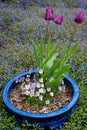 Portrait of thee purple tulips growing in a blue clay pot with pansies in a home garden, springtime in the Pacific Northwest
