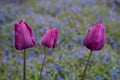 Portrait of thee purple tulips growing in a home garden against a background of blue veronica speedwell groundcover plants, spring