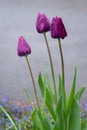 Portrait of thee purple tulips growing in a home garden, springtime in the Pacific Northwest Royalty Free Stock Photo