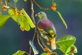 Portrait of Thick-billed Green Pigeon