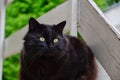 Portrait of thick long hair black Chantilly Tiffany cat relaxing in the garden. Closeup of fat tomcat with stunning big green eyes Royalty Free Stock Photo