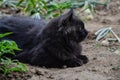 Portrait of thick long hair black Chantilly Tiffany cat relaxing in the garden. Closeup of fat tomcat with stunning big green eyes Royalty Free Stock Photo