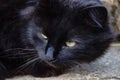 Portrait of thick long hair black Chantilly Tiffany cat relaxing in the garden. Closeup of fat tomcat with stunning big green eyes