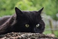 Portrait of thick long hair black Chantilly Tiffany cat relaxing in the garden. Closeup of fat tomcat with stunning big green eyes Royalty Free Stock Photo