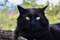 Portrait of thick long hair black Chantilly Tiffany cat relaxing in the garden. Closeup of fat tomcat with stunning big green eyes Royalty Free Stock Photo