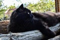 Portrait of thick long hair black Chantilly Tiffany cat relaxing in the garden on wood logs. Close up of fat tomcat