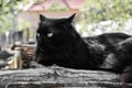 Portrait of thick long hair black Chantilly Tiffany cat relaxing in the garden on wood logs. Close up of fat tomcat