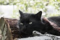 Portrait of thick long hair black Chantilly Tiffany cat relaxing in the garden on wood logs. Close up of fat tomcat