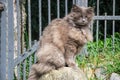 Portrait of thick long-hair gray Chantilly Tiffany cat relaxing in the garden. Close up of fat female cat with large long hair