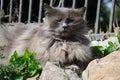 Portrait of thick long-hair gray Chantilly Tiffany cat relaxing in the garden. Close up of fat female cat with large long hair