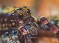 Portrait of Thin-legged Wolf Spider - Genus Pardosa, close up detailed focus stacked photo