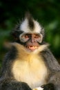 Portrait of Thomas leaf monkey in Gunung Leuser National Park, B Royalty Free Stock Photo