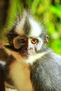 Portrait of Thomas leaf monkey in Gunung Leuser National Park, B Royalty Free Stock Photo