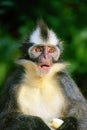 Portrait of Thomas leaf monkey in Gunung Leuser National Park, Bukit Lawang, Sumatra, Indonesia Royalty Free Stock Photo