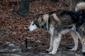 Portrait of a thoroughbred animal dog breed Alaskan Malamute. Adult obedient pet beautiful gray fluffy well-groomed dog tied to a Royalty Free Stock Photo