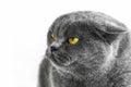 Portrait of a thoroughbred british cat on white background Royalty Free Stock Photo