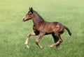 Portrait of a thoroughbred colt grazing in a meadow. Pasture on a sunny summer day. Summer background. The beautiful