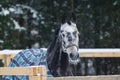 Portrait of a thoroughbred horse grey spotted under the snow Royalty Free Stock Photo