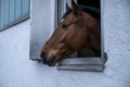 Portrait of a thoroughbred horse looking out of the stable window Royalty Free Stock Photo