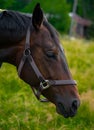 Portrait of a Thoroughbred horse standing in a pasture with a grey collar around its neck Royalty Free Stock Photo