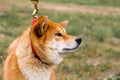 Portrait of a thoroughbred Japanese dog Shiba inu Royalty Free Stock Photo