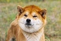 Portrait of a thoroughbred Japanese dog Shiba inu Royalty Free Stock Photo