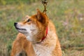 Portrait of a thoroughbred Japanese dog Shiba inu Royalty Free Stock Photo