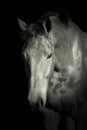 Portrait of thoroughbred race-horse in black and white