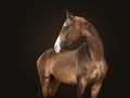 Portrait a thoroughbred stallion of brown color of breed Akhalteke . black background