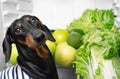 The portrait of thoughtful cute black and tan dachshund on background with greenery, fruit and vegetables on refrigerator shelf.