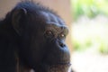 Portrait of a thoughtful pygmy chimpanzee in the blurred background