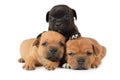 Portrait of three American Staffordshire Terrier puppies