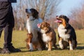 Portrait of three Australian Shepherd dogs