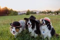 Portrait of three border collies with hats outdoor in a meadow.