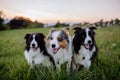 Portrait of three border collies outdoor in a meadow.