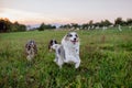 Portrait of three border collies running outdoor in a meadow.