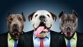 Portrait of three business dogs Royalty Free Stock Photo