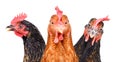 Portrait of three chickens closeup
