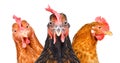 Portrait of three chickens