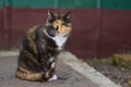 Portrait of three colored city cat Royalty Free Stock Photo