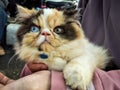 Portrait of a three-colored Persian cat in a women hand.Exotic longhair cat with different eyes color.