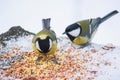 portrait of three cute birds Tits in the Park sitting on a branch Royalty Free Stock Photo