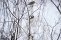 portrait of three cute birds Tits in the Park sitting on a branch Royalty Free Stock Photo